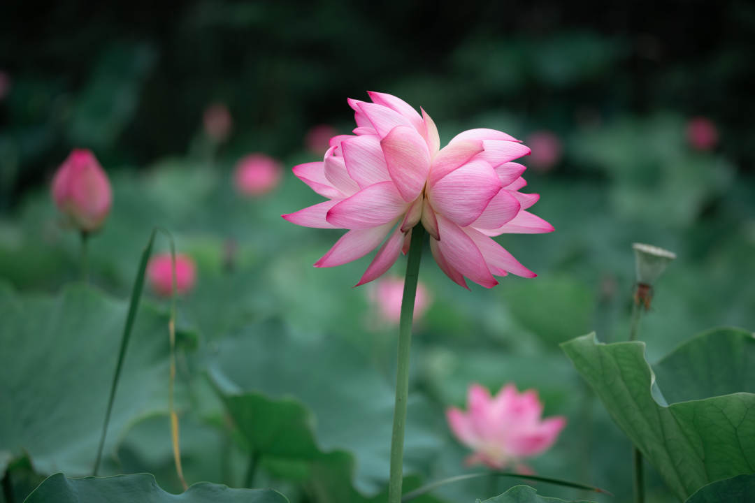 奚莲的含义 (奚有什么含义)